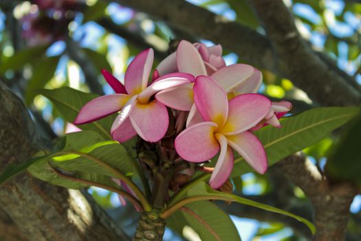 Plumeria with pink and yellow flowers from Cape Town in South Africa.