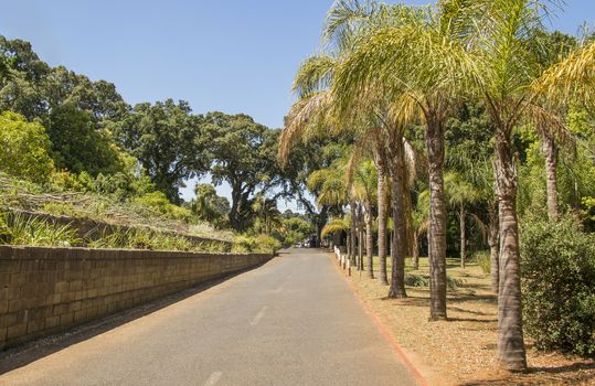 South African street with palm trees, palm al Cape Town, South Africa.