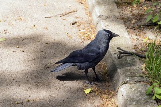 Crow near walkway photo. Profile of calm raven on pathway. Wildlife of mystery bird on path. Abandoned creature bird standing on sidewalk and looking for food.