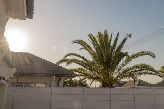 Sunrise over Claremont in Cape Town, South Africa between palm trees and residential houses.