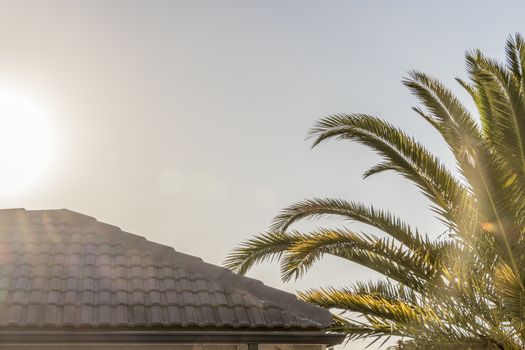 Sunrise over Claremont in Cape Town, South Africa between palm trees and residential houses.