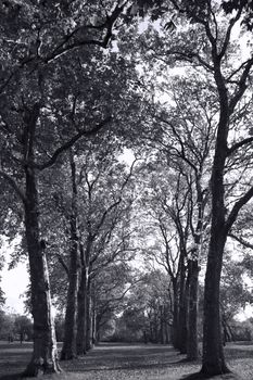 Avenue of woodland trees in Kensington Park London England UK black and white monochrome stock photo