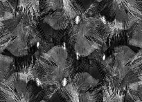Abstract black and white feather texture background pattern stock photo
