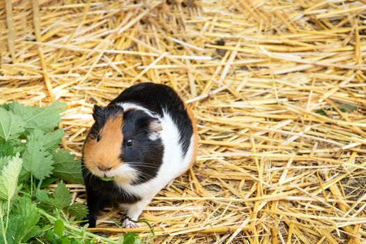 Guinea pig looking at camera. Adorable fur pet eating nettle foliage. Funny little hairy rodent close-up portrait. Front view of domestic mammal. Happy young animal face photography.