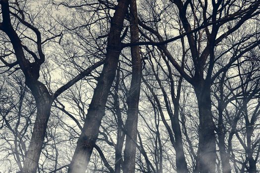 Horror foggy trees silhouettes wallpaper. Halloween mystery woodland with mysterious fog. Spooky scenery with misty shadow. Moody, monochrome, photo of gloomy, creepy, forest. 