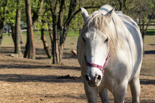 White horse looking at camera. Alone bred horse on pasture. Stallion standing in meadow front view portrait. Strong and powerful animal outside. Gorgeous mammal in rural exterior.