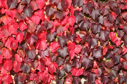 Virginia Creeper background in red full autumn fall colour growing on garden wall stock photo