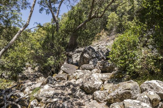 Stony forest path and hiking trail in Table Mountain National Park in Cape Town, South Africa.