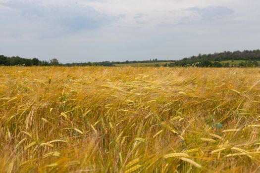 Summer landscape with filed of ripe barley