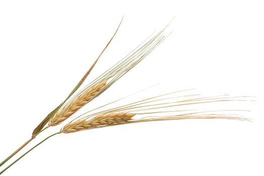 Isolated some spikelets of barley on the white background