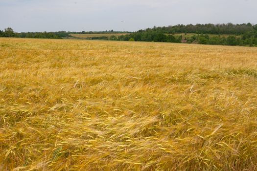 Summer landscape with filed of ripe barley