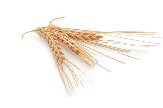 Isolated some spikelets of barley on the white background