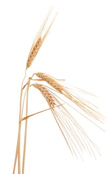 Isolated some spikelets of barley on the white background