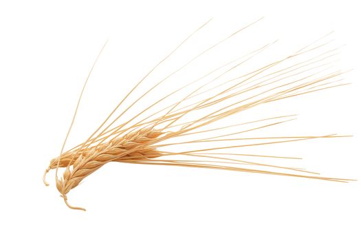 Isolated some spikelets of barley on the white background