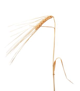 Isolated one spikelet of barley on the white background