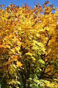 Maple tree in the autumn fall colour with golden leaves and a clear blue sky stock photo