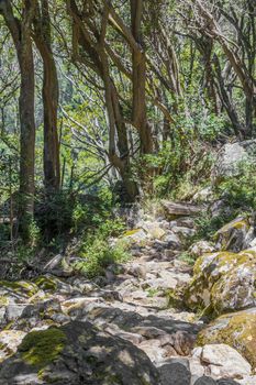 Stony forest path and hiking trail in Table Mountain National Park in Cape Town, South Africa.