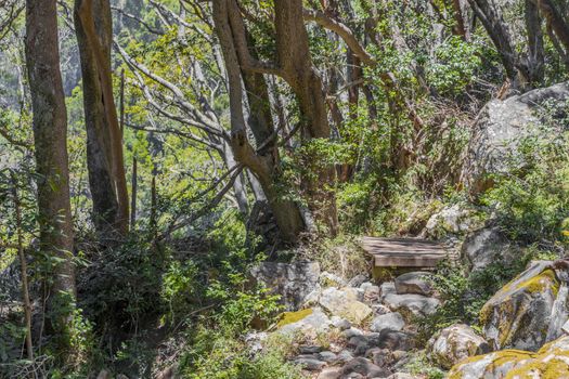 Stony forest path and hiking trail in Table Mountain National Park in Cape Town, South Africa.