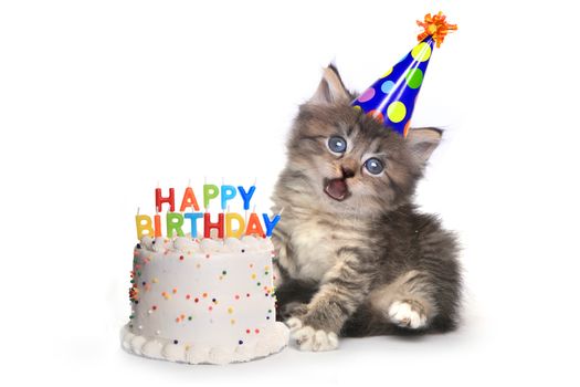 Adorable Kitten on White With Birthday Cake Celebration