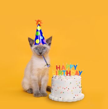 Adorable Kitten on Yellow With Birthday Cake Celebration