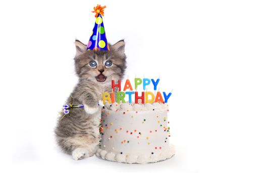 Adorable Kitten on White With Birthday Cake Celebration