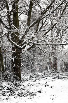 Snow landscape of winter season woodland forest trees in December stock photo 