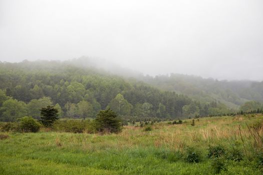 View of old Christmas tree farm on a misty day. Now part of Elk Knob State Park.