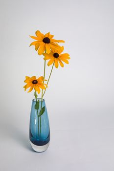 Three Black-eyed Susans in a blue glass vase against a white backdrop.