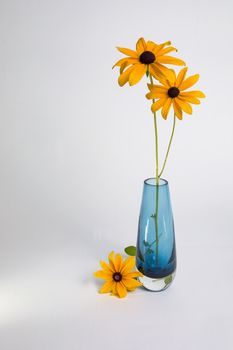 Two Black-eyed Susans in a blue glass vase with a third flower lying on the table against a white backdrop.