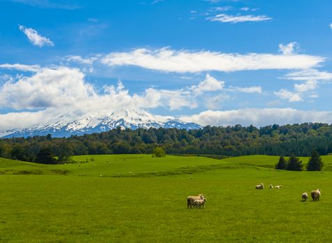 Beautiful landscape of the New Zealand - hills covered by green grass with herds of sheep with a mighty volcano Mt. Ruapehu covered by snow behind.  New Zealand