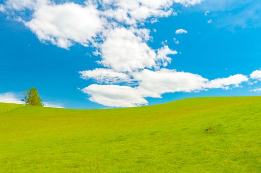 Fresh green spring field in the New Zealand with a blue sky