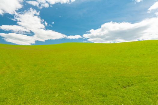 Fresh green spring field in the New Zealand with a blue sky