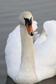 Swan in sundown - Cygnini