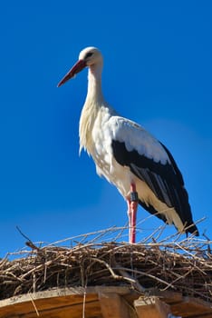 white stork in front of blue sky on nest