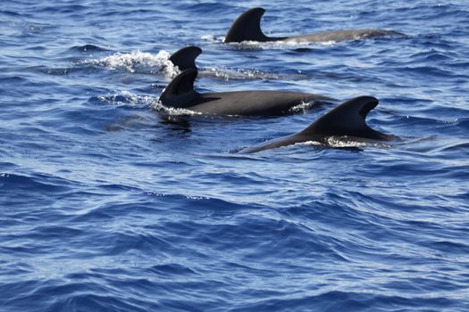 pilot whale iat canary-islands - Tenerife