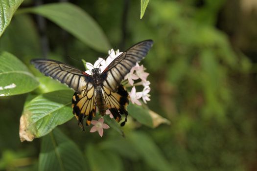 butterfly in nature