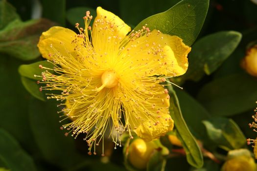 close-up of a yellow Hypericum blossom