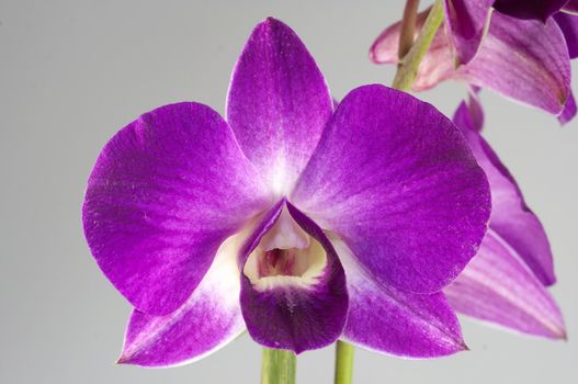 close-up of a orchidee blossom in nature