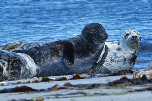 Wijd Grey seal on the north beach of Heligoland - island Dune i- Northsea - Germany