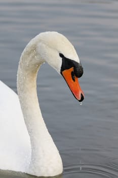 Swan in sundown - Cygnini