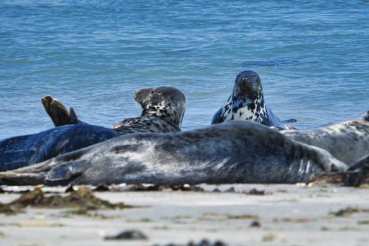 Wijd Grey seal on the north beach of Heligoland - island Dune i- Northsea - Germany