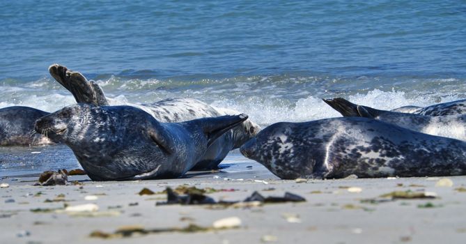 Wijd Grey seal on the north beach of Heligoland - island Dune i- Northsea - Germany