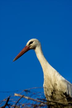 Stork - ciconia - white stork on blue sky