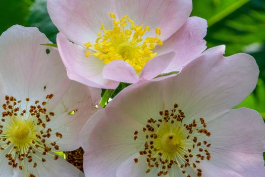 Group of flowers with light petals and yellow and brown pistils, dryas octopetala or the mountain avens, alpine camedrio