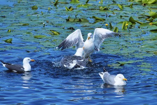 Group ofeuropean herring gull on heligoland - island Dune - cleaning feather in sweet water pond - Larus argentatus