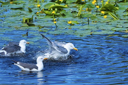 Group ofeuropean herring gull on heligoland - island Dune - cleaning feather in sweet water pond - Larus argentatus