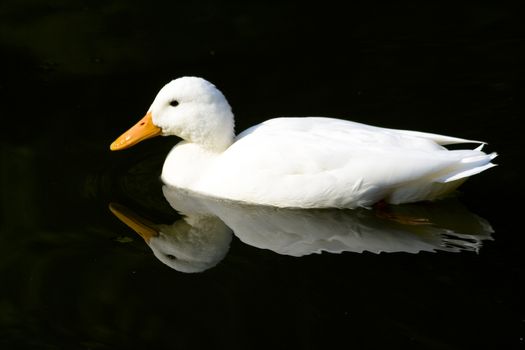 White Duck on black sea