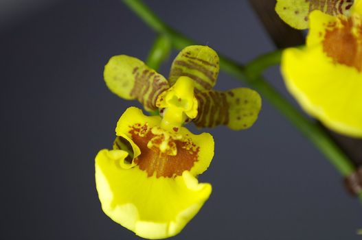 close-up of a orchidee blossom in nature