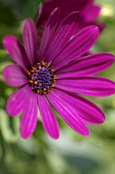 Osteospermum - Daisy