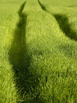 green field of grass